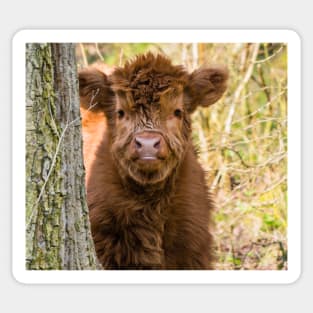 Scottish highland cow calf Sticker